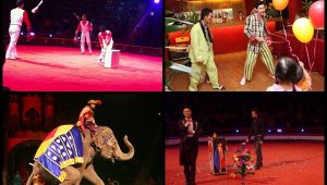 Cung cấp cho thuê nhóm xiếc – ảo thuật gia